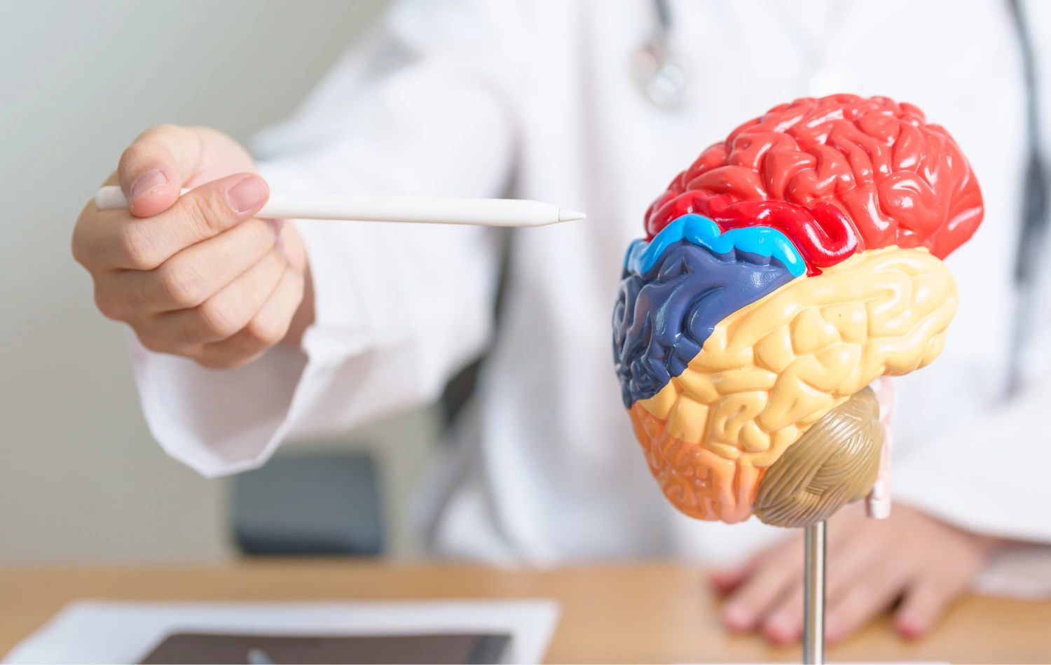 Doctor pointing to a colorful anatomical brain model with a stylus during a medical explanation.